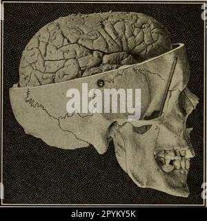 'Le corps humain et la santé : un livre de texte élémentaire sur l'anatomie essentielle, la physiologie appliquée et l'hygiène pratique pour les écoles' (1908) Banque D'Images