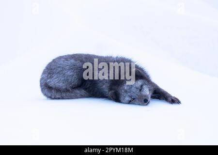 Renard arctique (Vulpes lagopus), s'étendant dans la neige Banque D'Images