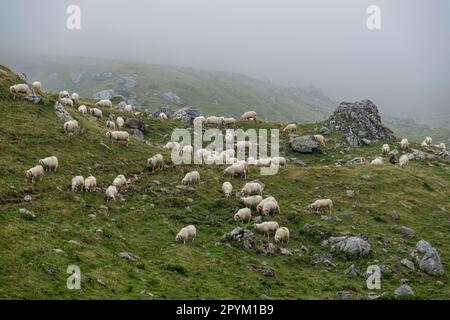 Rebaño de ovejas cerca de la cabaña de Anaye, alta ruta pirenaica, región de Aquitania, departamento de Pirineos Atlánticos, Francia Banque D'Images