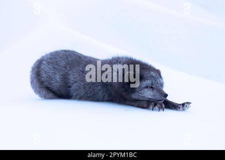 Renard arctique (Vulpes lagopus), reposant dans la neige Banque D'Images