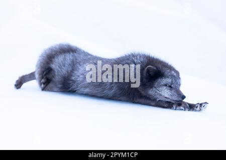 Renard arctique (Vulpes lagopus), s'étendant dans la neige Banque D'Images