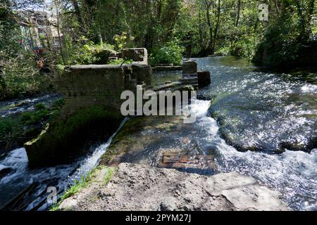 Ruines d'un ancien moulin à papier, sur la rivière Dour, dans le parc de l'abbaye de Kearsney. Banque D'Images