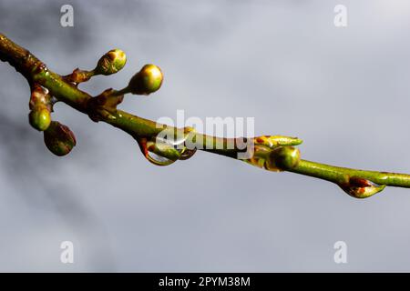 Branches d'arbre en bois avec de nouveaux boutons de fleur à la fin avec des gouttes de pluie. Banque D'Images