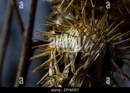 La plante de Burdock d'Herb de pruche ou d'Arctium de la famille des Asteraceae. Arcium brun sec moins. Têtes de graines séchées en automne. Bavures mûres avec c Banque D'Images