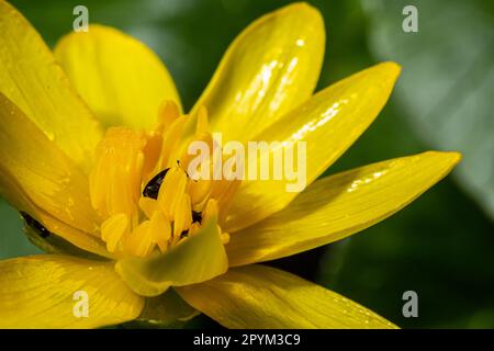 FICAria verna, moins de celandine, pilewort ou ranunculus ficaria jaune fleurs de printemps en gros plan. Arrière-plan de printemps des fleurs. Banque D'Images