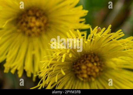 Herbe sauvage médicinale de pied de coltsfoot ou de pied-de-biche. Farfara Tussilago plante en croissance dans le champ. Jeune fleur utilisée comme ingrédients de médicament. Ressort Prairie bl Banque D'Images