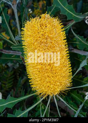 Banksia est un genre de la famille des plantes Proteaceae. Ces fleurs sauvages et plantes de jardin australiennes sont facilement reconnues. Banque D'Images