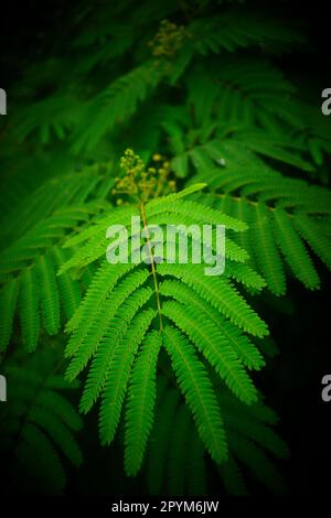 Gros plan d'une branche d'arbre mimosa vert vif. Banque D'Images