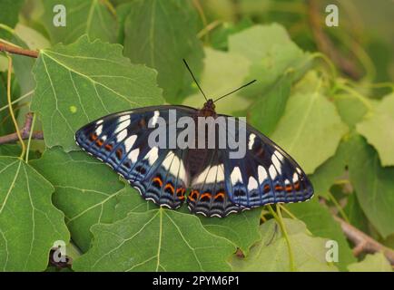 Limenitis populi femelle Nymphalidae Poplar Admiral Lepidoptera papillon Banque D'Images