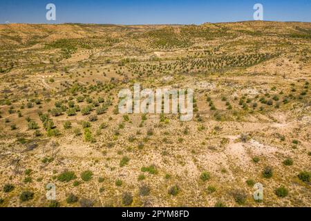 Vue aérienne des oliviers plantés dans la région déserte par le feu de forêt de Ribera d'Ebre de 2019, trois ans après le feu, Tarragone, Catalogne, Espagne Banque D'Images