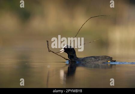 Coot commun (Fulica atra) adulte, collecte de matériel de nidification, baignade sur le lac, Derbyshire, Angleterre, Royaume-Uni Banque D'Images