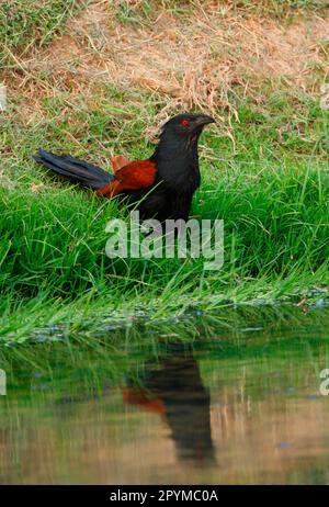 Grand Coucal (Centropus sinensis intermedius) adulte, buvant au bord de l'eau, Thaïlande Banque D'Images