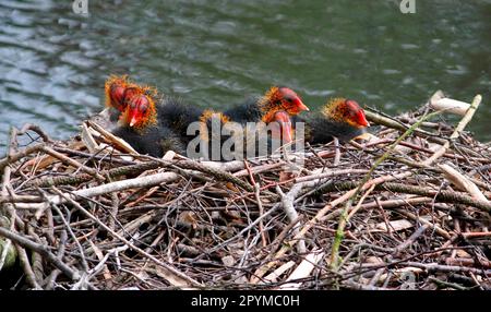 Scoot eurasien (Fulica atra), cuisiniers, cuisiniers, rails, Animaux, oiseaux, coot commun sept poussins, assis au nid sur le lac, Leicestershire Banque D'Images