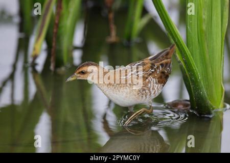 Le Crake de Baillon (Porzana pusilla) immature, marchant dans des eaux peu profondes, long Valley, New Territories, Hong Kong, Chine Banque D'Images