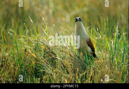 Coucou à ailes d'épi du Sénégal, coucou à ailes d'épi du Sénégal, animaux, oiseaux, coucou, Sénégal Coucal (Centropus senegalensis) adulte se fourrager dans les roseaux Banque D'Images