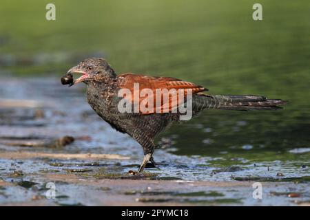 Grand Coucal (Centropus sinensis) adulte, se nourrissant d'escargots aquatiques, marchant dans des eaux peu profondes, Hong Kong, Chine Banque D'Images