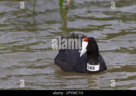 Coot à boutons rouges (Fulica cristata) adulte, avec bande d'identification numérotée autour du cou, réserve d'Albufera, Majorque, Iles Baléares, Espagne Banque D'Images