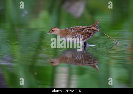 Le Crake de Baillon (Porzana pusilla) immature, marchant dans des eaux peu profondes, long Valley, New Territories, Hong Kong, Chine Banque D'Images