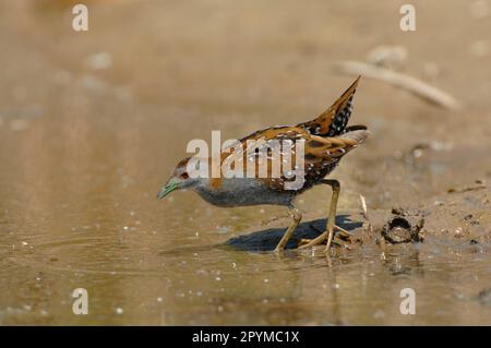 Crake de Baillon (Porzana pusilla) adulte, se nourrissant au bord de l'eau, Lesvos, Grèce Banque D'Images