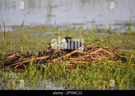 Coot américain (Fulica americana) adulte, assis sur un nid à Slough, Dakota du Nord (U.) S. A. Banque D'Images