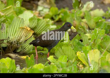 Make noir (Amaurornis flavirostris) adulte, dans l'eau parmi la laitue d'eau (Pistia stratiotes), Liwonde N. P. Malawi Banque D'Images