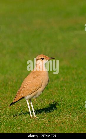 Coureuse de couleur crème (Cursorius Cursor) adulte, agitant, debout sur l'herbe, Scilly isles, Angleterre, Royaume-Uni Banque D'Images