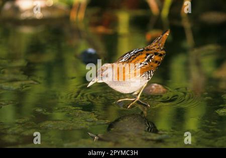 Le merlu de Baillon (Porzana pusilla), le petit Crake, le petit Crake, le Rallen, Tiere, Voegel, Baillon's Crake Adult, debout sur la pierre dans l'eau, Lesvos Banque D'Images