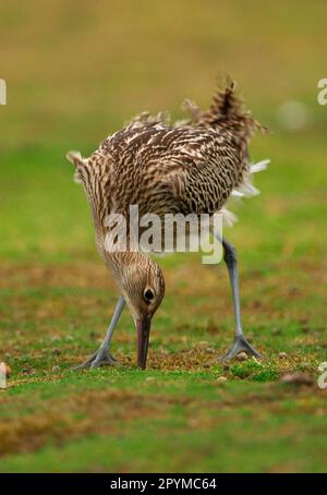 Curlew eurasien (Numenius arquata) juvénile, alimentation, sondage pour les vers de terre en gazon court, Norfolk, Angleterre, Royaume-Uni Banque D'Images