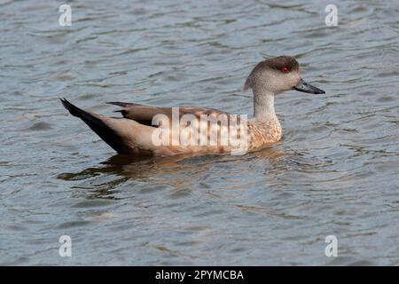 Canard à crête (Lophonetta spécularioides) adulte mâle, natation, Tierra del Fuego N. P. Tierra del Fuego, Argentine Banque D'Images