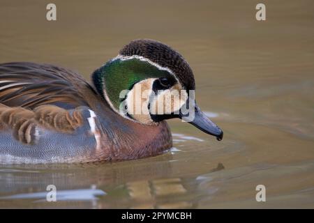 Filet formosum, sarcelle de Baikal, canard de Baikal, canard de Glaucous, canards, Oies, animaux, oiseaux, sarcelle de Baikal (Anas formosa) adulte mâle, gros plan de la tête Banque D'Images