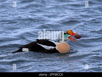 King Eider adulte, plumage d'été, natation, alimentation sur oursin, Norvège du Nord, eider, canard d'eider, canards, Oies, animaux, oiseaux, Eider à roi Banque D'Images