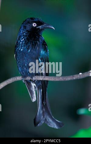 Drongo coiffé (Dicrurus hottentotus) sur une branche (S) Banque D'Images