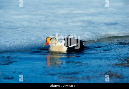 King Eider adulte mâle, nageant à côté de la glace, King Eider Duck, Eider Ducks, Oies, Animaux, oiseaux, King Eider adulte mâle, natation à côté de la glace Banque D'Images