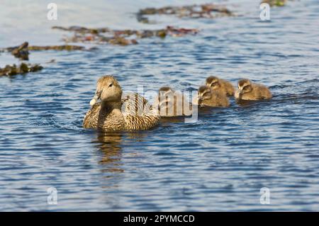 Eider commun (Somateria mollissima), femelle adulte, nage avec cinq canetons, Lerwick, îles Shetland, Écosse, Royaume-Uni Banque D'Images