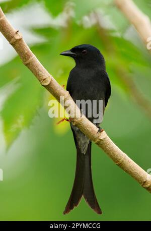 Drongo à ventilation blanche (Dicrurus caerulescens leucopygialis) race endémique, adulte, perché sur la branche, Sri Lanka Banque D'Images