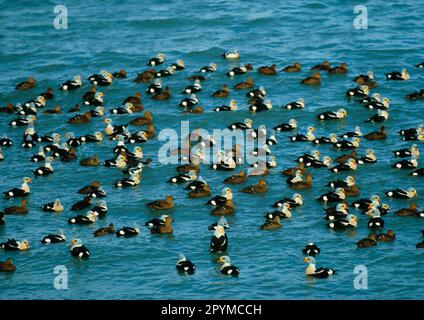 Troupeau en masse de canard de King Eider, troupeau en masse de canard de King Eider, canard de King Eider, canard de King Eider, canard de King Eider, canard de King Eider, King Eider Duck, King Banque D'Images