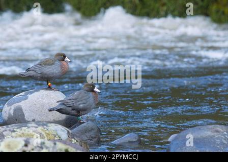 Canard bleu (Hymenolaimus malacorhynchus) deux adultes se tenant sur des rochers dans l'habitat du fleuve, rivière Manganui-o-te-ao, Île du Nord, Nouvelle-Zélande Banque D'Images