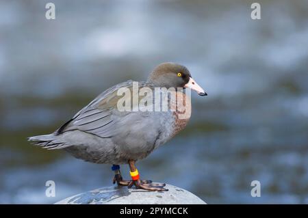 Canard bleu (Hymenolaimus malacorhynchus) adulte, debout sur une roche dans une rivière, rivière Manganui-o-te-ao, Île du Nord, Nouvelle-Zélande Banque D'Images