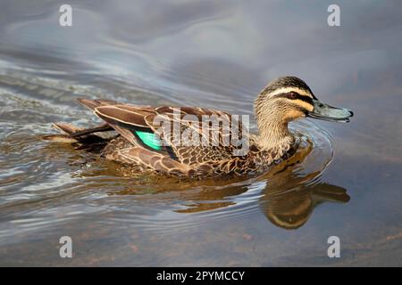 Canard noir du Pacifique (Anas superciliosa) adulte mâle, appelant et nageant, Margaret River, Australie occidentale, Australie Banque D'Images