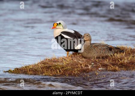 Eider Ã tête grise (Somateria spectabilis) paire adulte, plumage reproducteur, au repos près de l'eau, Nunavut, Canada Banque D'Images