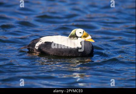 Eider spectaculaire (Somateria fischeri), Canards de tête en peluche, Canards, oiseaux d'oie, animaux, Oiseaux, Eider Drake nageant Banque D'Images