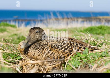 Eider à duvet (Somateria mollissima) adulte, femelle, assis sur un nid, dans la région de Farne, dans les îles Farne, dans le Northumberland, Angleterre, Royaume-Uni Banque D'Images