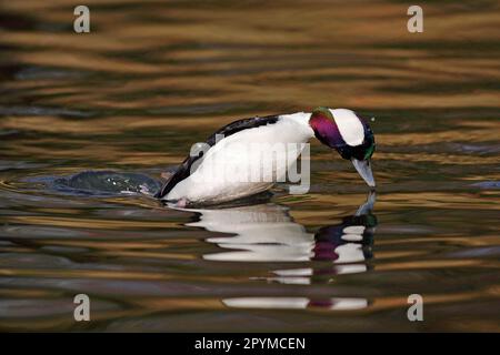 Bufflehead (Bucephala albéola) Duck mâle adulte, plongée pour se nourrir sous l'eau Banque D'Images