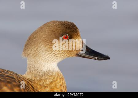 Canard à crête (Lophonetta spécularioides) adulte, gros plan de la tête, Slimbridge W. W. T. (en captivité) Banque D'Images