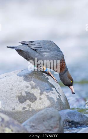 Canard bleu (Hymenolaimus malacorhynchus) adulte, debout sur une roche dans une rivière, rivière Manganui-o-te-ao, Île du Nord, Nouvelle-Zélande Banque D'Images