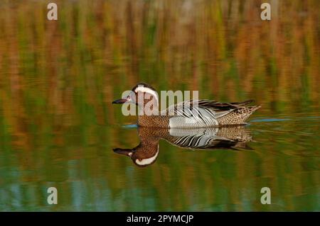 Garganey (Anas querquedula) adulte homme, natation, Lesvos, Grèce Banque D'Images