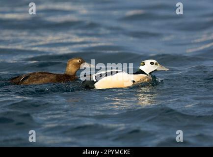 Paire d'adultes de l'eider de Steller (Polysticta stelleri), nageant dans la mer, Batsfjord, péninsule de Varanger, Finnmark, Norway-Spring Banque D'Images