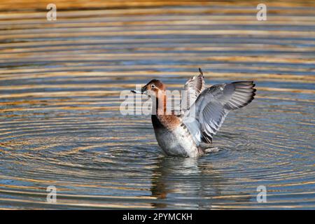 Common Pochard (Aythya ferina) adulte femelle, secouant les ailes après le bain et le préening, Hertfordshire, Angleterre, Royaume-Uni Banque D'Images