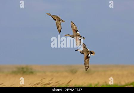 Gadwall, Gadwall, Canards, Oies, animaux, Oiseaux, Gadwall (anus streppera) deux mâles adultes pourchassant la femelle en vol, poursuite nuptiale Banque D'Images