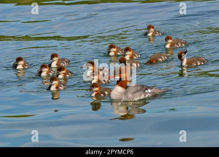 Goosander (Mergus merganser) adulte femelle, avec une crèche de jeune, Alaska (U.) S. A. Banque D'Images